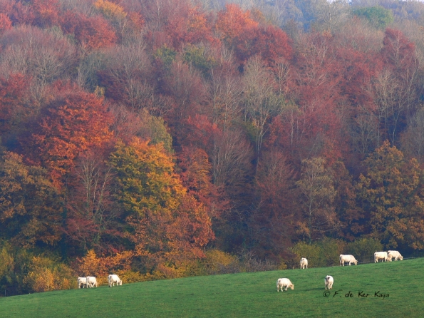 Chant d'automne 2012 (22)